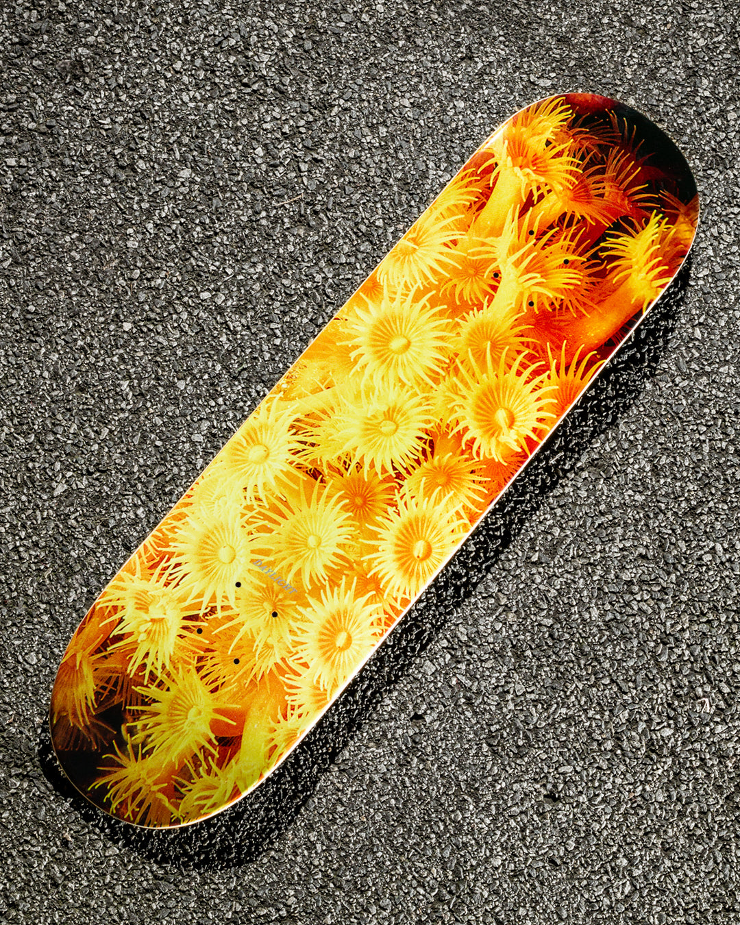 Zoanthid Deck