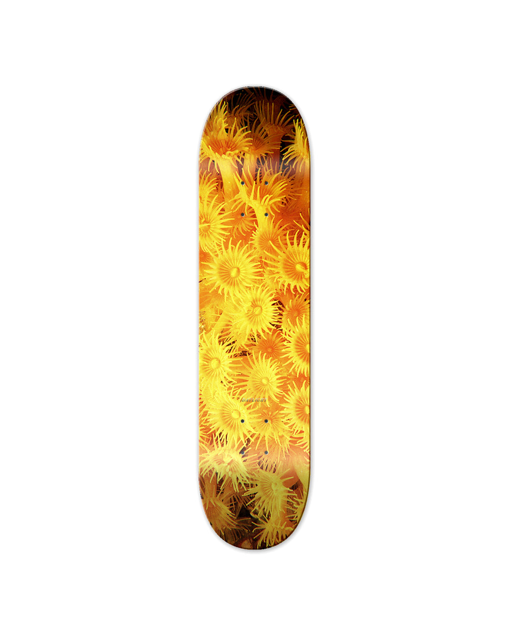 Zoanthid Deck