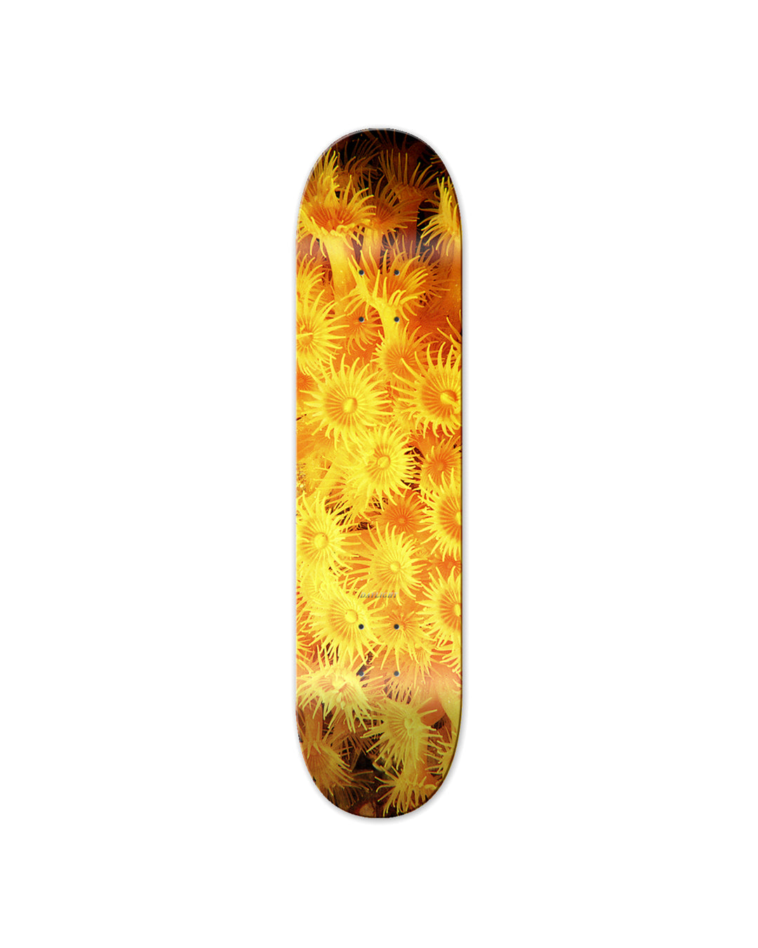 Zoanthid Deck